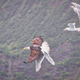 Illustration for article titled Dinosaurs Are Alive and Battling in Valdez, Alaska